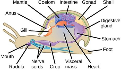 Diagram of phylum-mollusca Biology Study Notes, Parts Of Animals, Octopus Vulgaris, Annelid, Garden Snails, Animal Biology, Aquarium Snails, Snail Farming, Vet Tech School