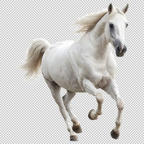 White Arabian Horse, Horse Png, Horse Running, People Png, Band Poster, Running Horse, Png Aesthetic, Max On, Instagram White