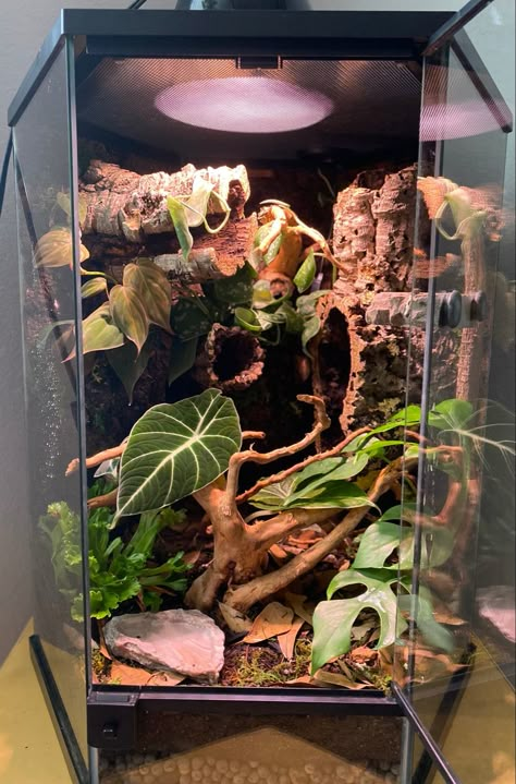 Crested gecko tank Vivarium Crested Gecko, Cool Gecko Tanks, Crescent Gecko Cage, Bioactive Terrarium Crested Gecko, Leopard Gecko Habitat Ideas Cute, Pet Crested Gecko, Crusted Geckos Tank, Crested Geckos Habitat, Aesthetic Gecko Tank