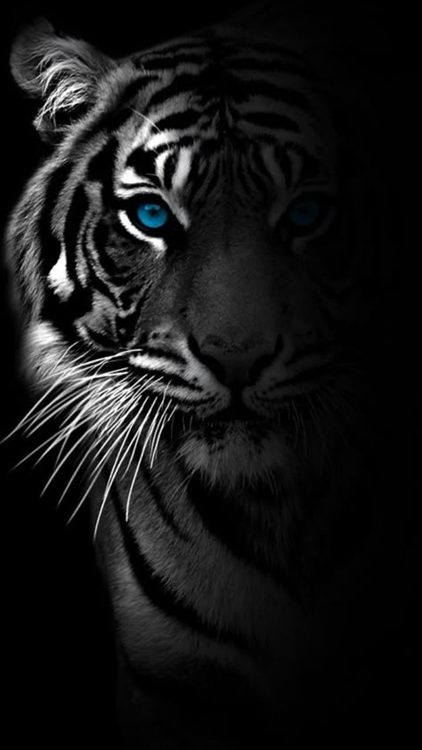 Tiger Dp, Black Tiger Wallpaper, Tiger Black Background, Tiger Background, Buu Dbz, Dark Tiger, Tiger Attack, Cool Animal Tattoos, Bewafa Photo Editing