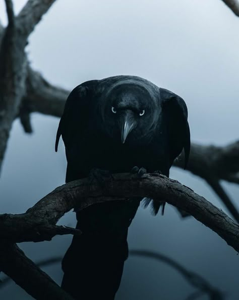 Crow Friend, Intense Aesthetic, Intense Stare, Raven Pictures, Crow Pictures, Crow Art, Raven Art, Crows Ravens, Black Crow