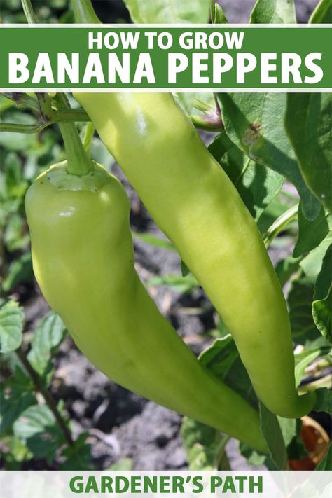 Tips for Growing Banana Peppers | Gardener’s Path Gardening Peppers, Ground Beef Breakfast, Lasagna Gardening, Growing Peppers, Banana Peppers, What Can I Eat, Ghost Pepper, Garden Wallpaper, Pepper Plants