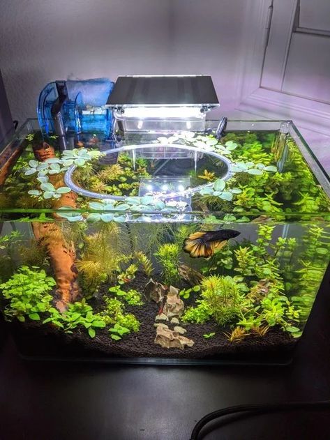 Aquarium ideas Shrimp And Beta Tank, 5.5 Gallon Fish Tank Ideas, Planted Betta Tank Ideas, Aquriam Fish, Small Betta Fish Tank Ideas, 5 Gallon Fish Tank Ideas, 10 Gallon Fish Tank Ideas, Planted Aquarium Ideas, Planted Fish Tank