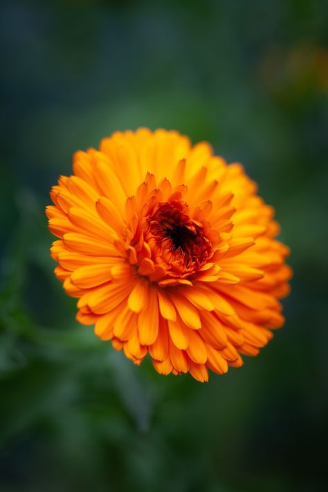 Pot Marigold  Calendula officinalis Pot Marigold, Marigold Seeds, Calendula Officinalis, Seed Catalogs, Single Flower, Types Of Soil, Orange Flowers, Cut Flowers, Colorful Flowers