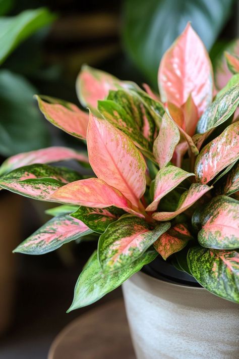 Chinese Evergreen (Aglaonema) is a stunning and easy-care addition to any indoor space! 🌿🏡 With its beautifully variegated leaves and robust nature, this plant is a delightful blend of elegance and resilience. Quick to adapt to various light conditions and bursting with air-purifying benefits, Chinese Evergreen is perfect for brightening up your home. 🌱✨ #ChineseEvergreen #Aglaonema #IndoorPlants #EasyCare #AirPurifying #GreenHome #PlantLover Aglaonema Chocolate, Aglaonema Pink, Aglaonema Red, Chinese Evergreen Plant, Plant Vegetables, Plant Goals, Chinese Evergreen, Custom Wall Murals, Air Purifying