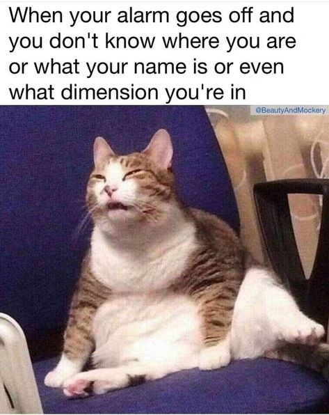 Funny Animal Jokes, Funny Cat Memes, Taco Bell, Funny Animal Memes, Memes Humor, Animal Jokes, Silly Cats, Relatable Stuff, Random Memes