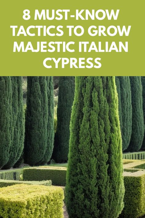 Discover the secrets of growing Italian Cypress with our comprehensive guide. Learn how to care for these elegant trees to create a stunning focal point in your garden. From planting tips to pruning techniques, we've got you covered. Elevate your landscaping with the beauty of Italian Cypress and enhance the ambiance of your outdoor space. Whether you're a seasoned gardener or just starting out, our expert advice will help you nurture these graceful trees effectively. Italian Cypress Trees Landscaping, Italian Cypress Landscaping, Cypress Trees Landscape, Fig Tree Garden, Italian Landscaping, Cyprus Trees, Italian Cypress Trees, Pond House, Italian Cypress