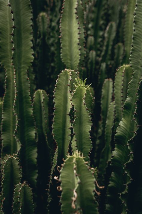 Tall Cactus Plants, Cactus Images, Tall Cactus, Cactus Pictures, Forest Photos, House Plant Care, Screen Saver, Aesthetic Colors, Green Aesthetic