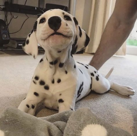 The cutest little smile you’ll ever see!  #dogs #dog #animals #animal #pets #puppies #nature #pet #puppy #photooftheday puppy, dogs, dog, pets, pet, puppie, animals, animal, puppies Dalmatian Puppy, Airedale Terrier, Cute Dogs And Puppies, Cute Animal Photos, Cute Animal Pictures, Cute Creatures, Baby Dogs, Adorable Animals, Animal Photo