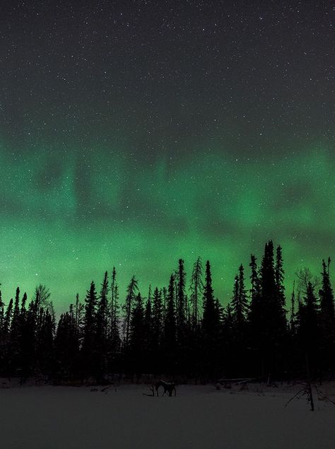 Northern Lights Canada, North Scotland, Fort Mcmurray, Midnight Rider, Canada City, Aurora Australis, Aurora Borealis Northern Lights, Boreal Forest, Calgary Canada