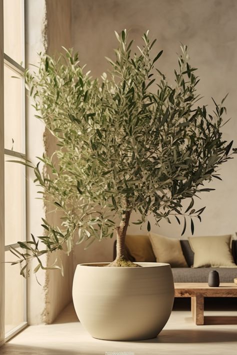 Large Indoor Olive Tree, Olive Tree Interior Design, Interior Olive Tree, Adding Plants To Living Room, Olive Tree Potted, Large Living Room Plants, Trees In Pots Indoor, Potted Olive Tree Indoor, Olive Interior Design