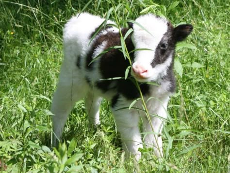 Fluffy Cows, Baby Cow, Baby Cows, Pretty Animals, Cute Cows, Little Animals, Cute Creatures, Fluffy Animals