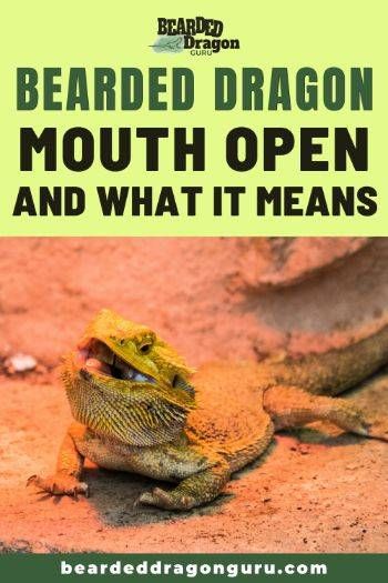 Bearded Dragon Terrarium Ideas Habitats, Bearded Dragon Body Language, Bearded Dragon Ideas, Bearded Dragon For Beginners, Bearded Dragon Pictures, Juvenile Bearded Dragon, Fancy Bearded Dragon, Bearded Dragon Care Sheet, Dragon Mouth