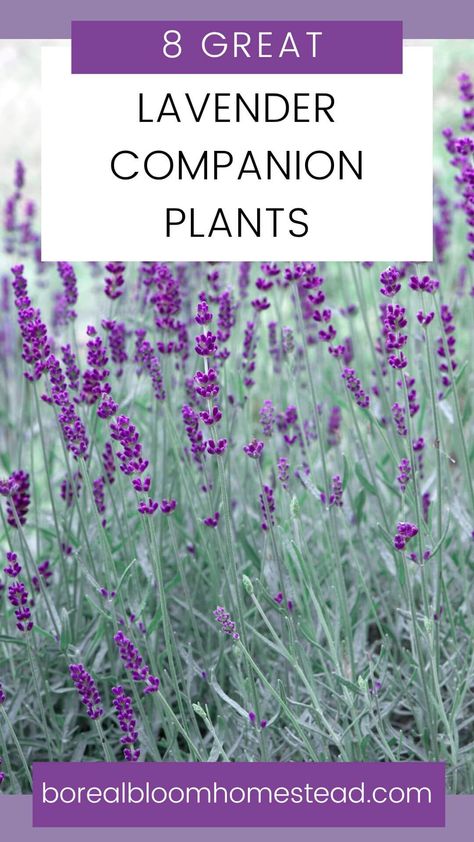 Salvia And Lavender, Salvia And Lavender Garden, Lavender And Salvia Garden, Companion Plants For Russian Sage, Lavender And Hosta Garden, Lambs Ear Companion Plants, Lavendar Planting Landscaping Ideas, Lilac Companion Plants, Lavender Border Garden