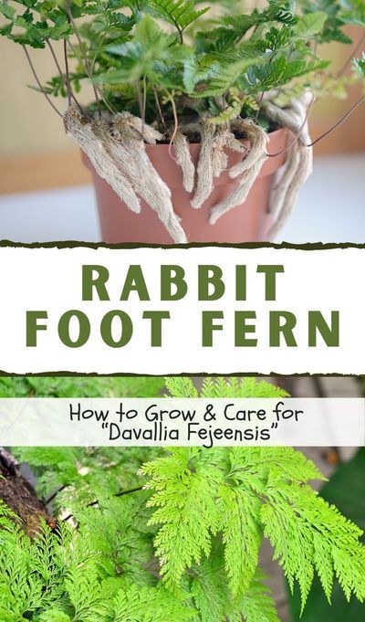 Fern Care Indoor, Rabbit Foot Fern, Fern Care, Indoor Ferns, Fern Plants, Houseplant Decor, Potted Ferns, Ferns Care, Rabbits Foot