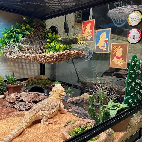 Bearded Dragon Tank Setup, Bearded Dragon Setup, Diy Bearded Dragon Enclosure, Lizard Drawing, Bearded Dragon Terrarium Ideas, Dragon Terrarium, Lizard Terrarium, Ramen Art, Dragon Pet