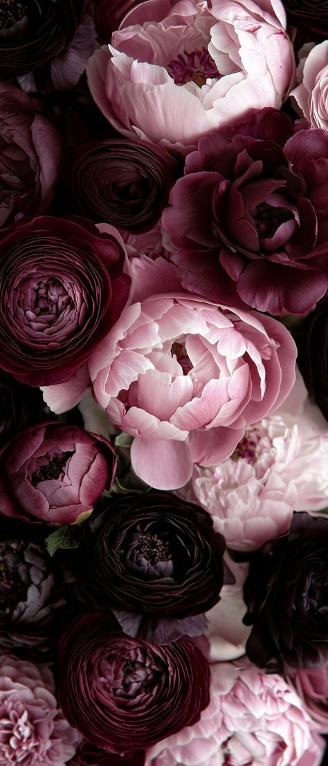 Ranunculus Wallpaper, Peony Wallpaper, Flower Therapy, Iphone Wallpaper Girly, Flower Phone Wallpaper, Pretty Wallpaper Iphone, Iphone Background Wallpaper, Pretty Wallpapers Backgrounds, Ranunculus