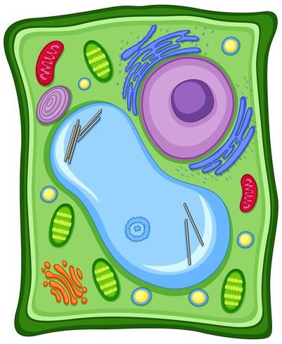 Plant Cell Picture, Plant Cell Drawing, Plant Cell Parts, Animal Cell Drawing, Plant Cell Project, Plant Cell Diagram, Plant Cell Model, Membran Sel, Cell Diagram