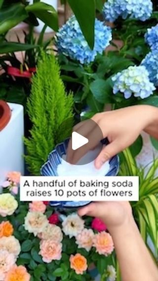 Garden Flowers on Instagram: "3 care tips with baking soda #garden #gardening #plants #planting #planthacks #gardenhacks #gardeningmakemehappy #gardeningtips #gardeningideas #gardeninspiration #gardenlove" Baking Soda For Hydrangeas, Baking Soda For Plants, Banana Crumble Muffins, Banana Crumble, Kitchen Garden Ideas, Side Gardens, Pest Spray, Flower Remedies, Plant Maintenance