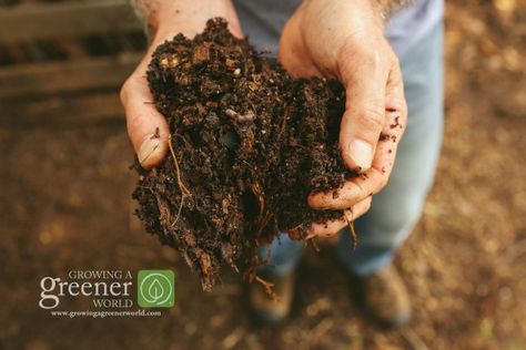 Olivier En Pot, Making A Compost Bin, Lahan Pertanian, Thuja Green Giant, Diy Compost, Growing Grass, Composting At Home, Plant Projects, Green Giant