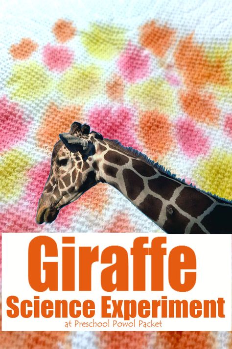 Fun! Giraffe science activity! Perfect for preschool, kindergarten, and even older kids learning about capillary action! Animal Science Experiments, Animal Science Activities, Safari Science, Zoo Lessons, Zoo Animals Preschool, Zoo Animal Activities, Preschool Zoo Theme, Candy Pumpkins, Preschool Jungle