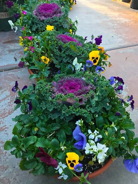 Pansy In Pots, Fall Pansy Containers, Winter Pansies In Pots, Pansy Landscaping Ideas, Pansy Pots Ideas, Fall Pansies Landscape, Mums And Pansies Together, Fall Pansies Containers, Panseys In Pots