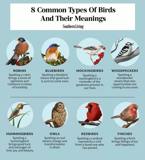 8 Common Types Of Birds In Your Backyard And Their Meanings Birds And Meanings, Birds And Their Meanings, Different Birds And Their Meanings, Animals And Their Meanings, Bird Meanings, Birds Meaning Symbols Spirit Guides, Type Of Birds, Birds Types, Birds Symbolism