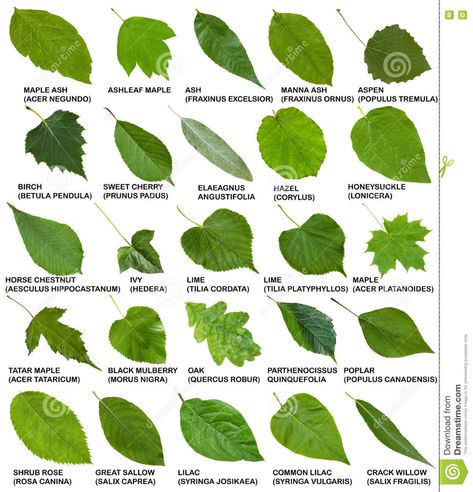 Green Leaves Of Trees And Shrubs With Names Stock Image - Image of morus, collage: 77218635 Tree Leaf Identification, Different Types Of Leaves, Leaves Of Trees, Leaves Name, Types Of Leaves, Leaf Identification, Tree Id, Tree Identification, Illustration Botanique