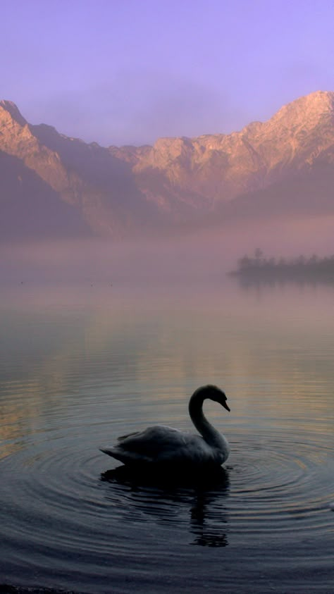 Swan in Mountain Lake iPhone Mobile Wallpaper Good Quality Wallpaper Aesthetic, Swan Lake Aesthetic Wallpaper, Aesthetic Bird Wallpaper, Swan Wallpaper Iphone, Swan Wallpaper Aesthetic, Swan Aesthetic Wallpaper, Mountain Lake Wallpaper, Swan Background, Swans Aesthetic