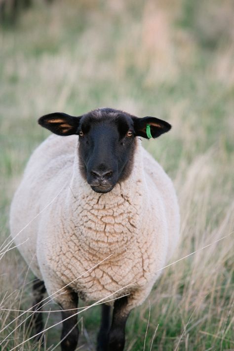 Sheep Photography, Sheep Sculpture, Herdwick Sheep, Black Faced Sheep, Suffolk Sheep, Australian Country, Sheep Illustration, Lost Sheep, Farm Pictures