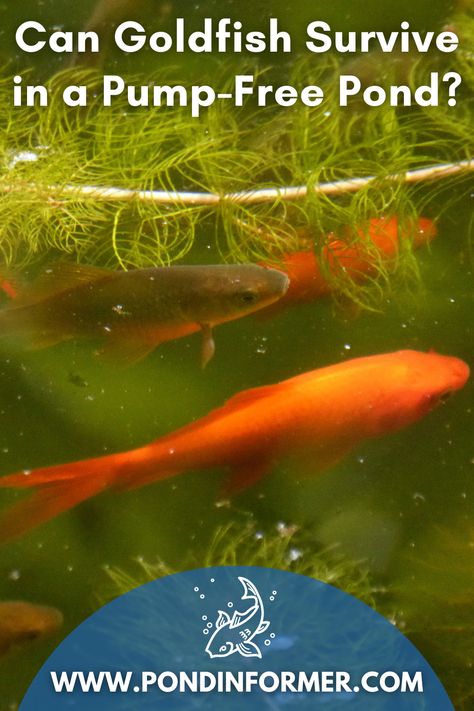 Stock Tank Goldfish Pond, Mini Goldfish Pond, Diy Goldfish Pond, Stock Tank Fish Pond, Feeder Goldfish, Small Goldfish Pond, Outdoor Goldfish Pond, Goldfish Pond Ideas, Pond Goldfish