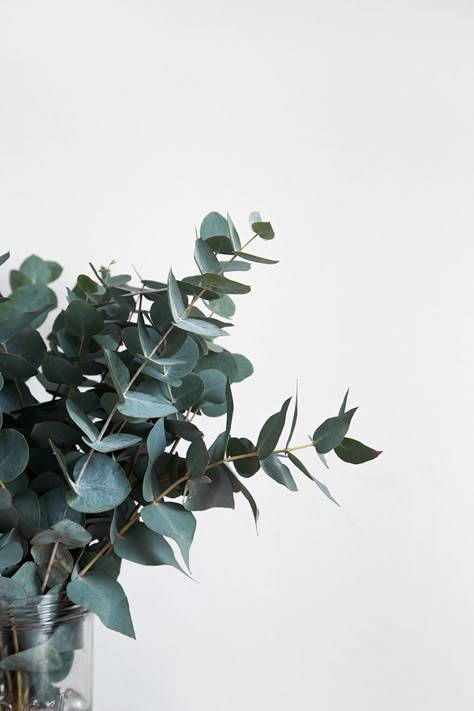 L’Eucalyptus – Notre green touch’ de l’Hiver » Love this stuff, aussie! aussie! .. .. .. Bedroom Wallpaper Nature, Home Greenery, Eucalyptus Color, Eucalyptus Green, Feuille Eucalyptus, Plants Are Friends, Green Eucalyptus, Plant Wallpaper, Plant Aesthetic