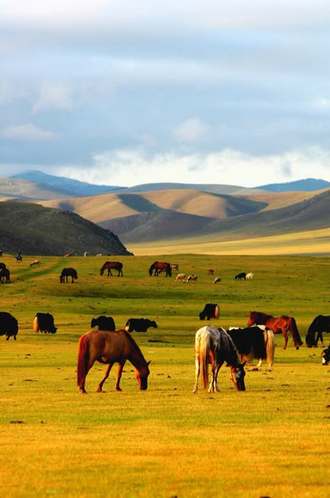 Horses Grazing, Genghis Khan, Scenery Photos, Gorgeous Scenery, Green Photo, Inner Mongolia, Dream Travel Destinations, Art Print Poster, Mongolia