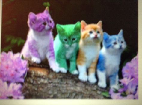 Rainbow kittens Rainbow Kittens, Baby Animals Pictures, Animals Pictures, Animal Pictures, Baby Animals, Kittens, Rainbow, Wallpapers, Animals