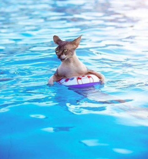 25 Funny Swimming Pool Pictures Just In Time For Summer Pool Funny, Swimming Pool Pictures, Pool Pictures, Swimming Pool Photos, Life Guard, Dog Humor, Flutter Kicks, Pool Picture, New Technology Gadgets