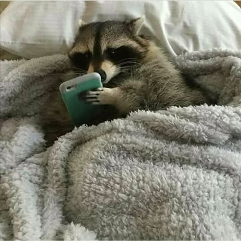 Cute Raccoons, Trash Pandas, Pet Raccoon, Cute Raccoon, Raccoon Funny, Trash Panda, 웃긴 사진, Silly Animals, Racoon