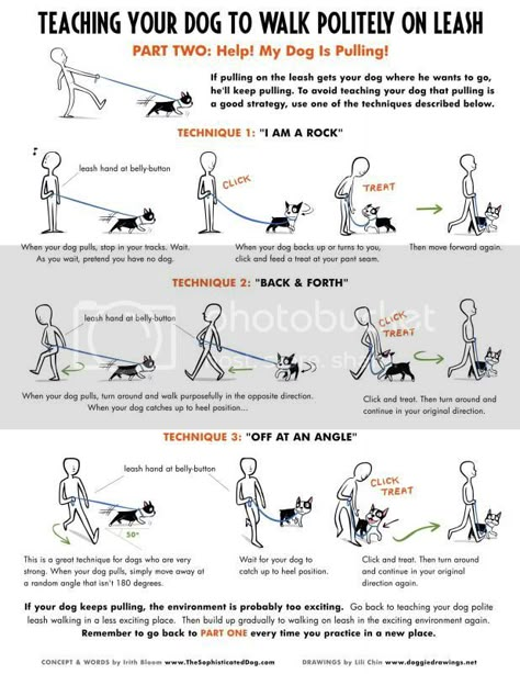 Malinois Training, Loose Leash Walking, Fu Dog, Dog Info, Dog Hacks, Dog Care Tips, Training Your Puppy, Dog Obedience, Dog Training Obedience