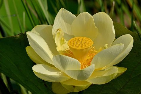 American Lotus in Late August | Flickr - Photo Sharing! American Lotus, Pond Ideas, Floral Inspiration, Water Flowers, Water Lily, Flower Wallpaper, Lotus Flower, Lotus, Photo Sharing