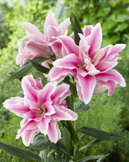 Dutch Gardens, Flowers In Bloom, Day Lilies, Rose Lily, Sun Plants, Lily Flower, Flower Beauty, Beautiful Blooms, Clematis