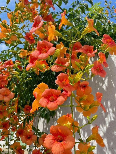 Bright Colorful Aesthetic, Fleur Orange, Boquette Flowers, Polo Shirts Men, Nothing But Flowers, Flowers Summer, Orange Aesthetic, Flower Therapy, Spring Aesthetic