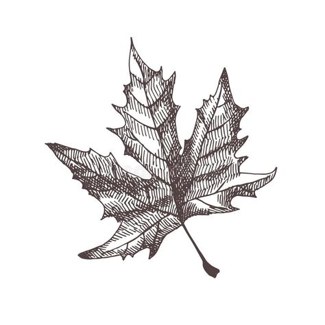 Maple Leaf Botanical Illustration, Vintage Botanical Sketch, Vintage Leaf Illustration, Maple Leaf Illustration, Botanical Illustration Black And White, Maple Leaf Drawing, Creative Vibes, Leaves Sketch, Leaf Illustration