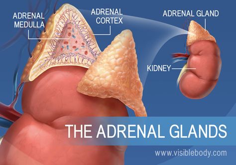 A diagram of the adrenal glands, showing the adrenal medulla, adrenal cortex, and the kidney Endocrine Glands Drawing, Overactive Adrenal Glands, Endocrine Glands And Hormones, Adrenal Glands Endocrine System, Endocrine System Diagram, Endocrine And Exocrine Glands, Medicine School, Adrenal Medulla, Endocrine Glands