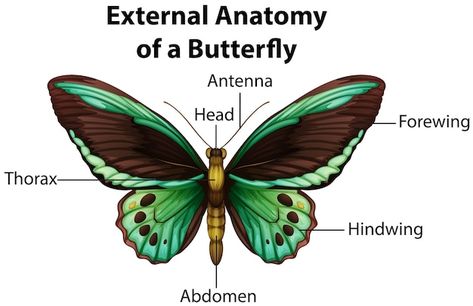 Butterfly Facts For Kids, Butterfly Anatomy, Butterfly On White Background, Butterfly Facts, Science Concepts, Facts For Kids, Butterfly Pictures, Web Project, Butterfly Birthday