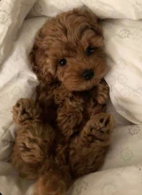 Fluffy Small Dogs, Mini Doodle Puppy, Dog Teddy Bear Haircut, Maltipoo Puppy Brown, Dogs Astethic, Cavapoo Mini, Micro Labradoodle, Mini Cavoodles, Teacup Maltipoo Puppy