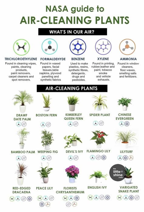 Plants For Clean Air, Plants For Air Purification, House Plants Purify Air, Air Purifying House Plants Pet Safe, Air Cleaning House Plants, Indoor Plants For Air Purification, Best Air Cleaning House Plants, Best Plants For Air Purification, Air Cleaning Plants