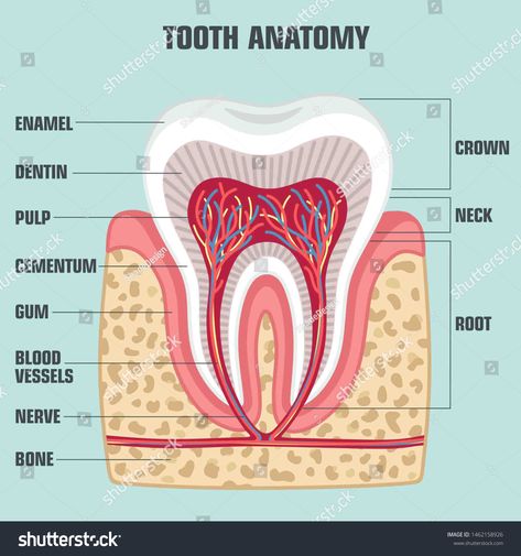 Toothache Remedies, Tooth Anatomy, Dental Pictures, Teeth Anatomy, Dental Images, Remedies For Tooth Ache, Human Body Facts, Anatomy Medical, Dentistry Student