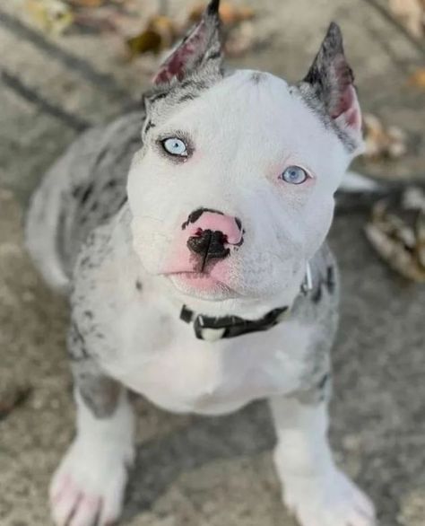 Cute Dogs Pitbull, Baby Pitbulls Puppies, Pretty Pitbulls, Pittbulls Dogs, White Pitbull Puppies, Pitbull Pups, Dog With Blue Eyes, Baby Pitbulls, Merle Pitbull