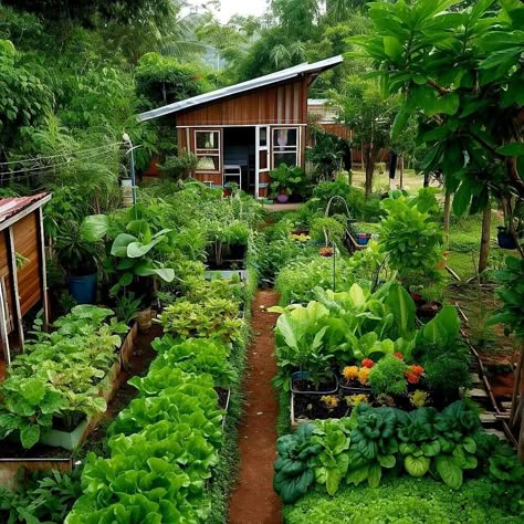 Farming Ideas, Potager Garden, Permaculture Gardening, Plants Growing, Veg Garden, Home Vegetable Garden, Garden Kits, Vegetable Garden Design, Food Garden