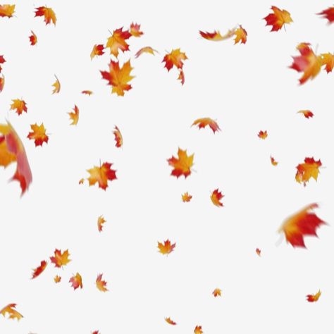 maple,autumn,leaves,leaf,background,fall,foliage,red,season,yellow,nature,beautiful,pattern,white,seasonal,isolated,abstract,bright,plant,natural,leaf clipart,fall clipart,autumn clipart,plant clipart,nature clipart,leaves clipart,beautiful clipart Fall Leaves Images, Fall Leaves Background, Fall Leaves Png, Nature Clipart, Plant Clipart, Fall Leaf Decor, Autumn Leaves Falling, Autumn Leaves Background, Background Fall