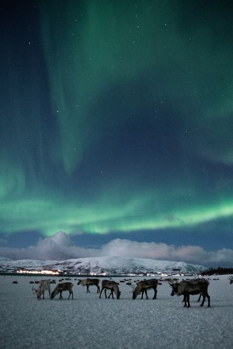 Reindeer Sledding - Chances of Northern Lights | Go Fjords Northern Lights Switzerland, Tromso Norway Aesthetic, Norway Northern Lights, Northern Lights Scandinavia, Fjords Norway, Norway Fjords Winter, Northern Lights In Norway, Tromso Norway Northern Lights, Sognefjord Norway